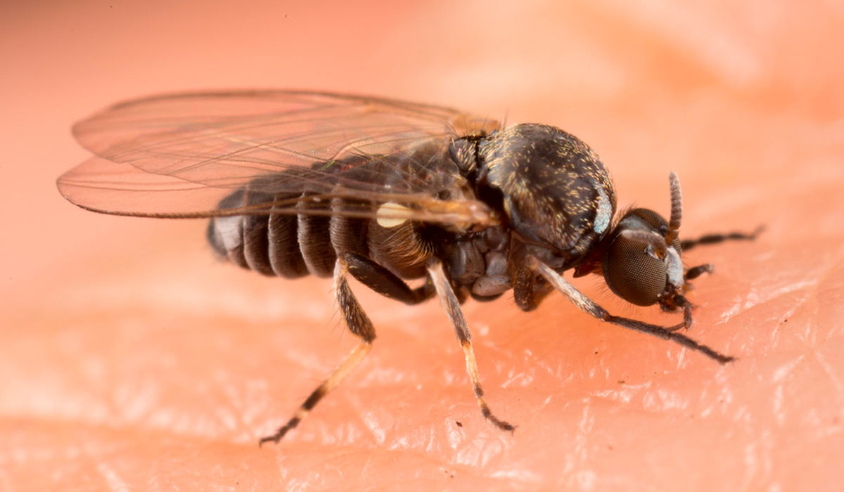 O borrachudo (Simulium spp.) - Foto: Alice Abela
