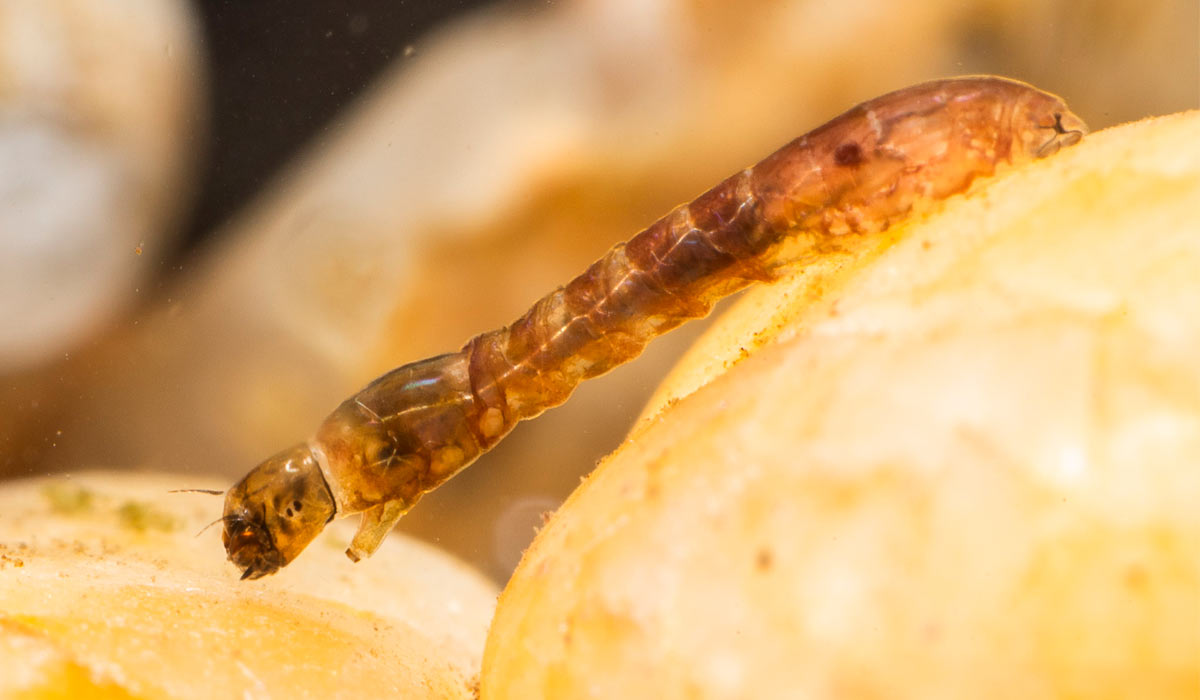 Larva de borrachudo (Simulium spp.) - Foto: The Micoscopic Life of Shetland Lochs Larva de borrachudo (Simulium spp.) - Foto: The Micoscopic Life of Shetland Lochs