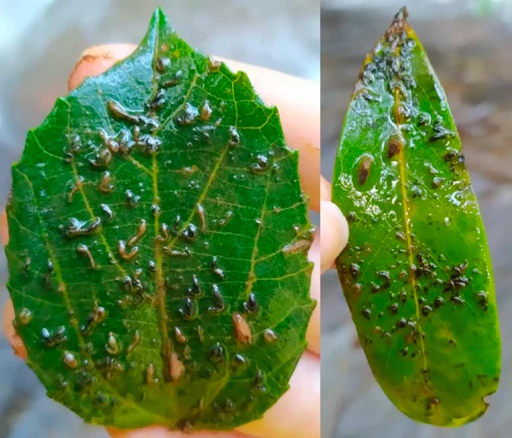 Larvas do borrachudo Larvas do borrachudo