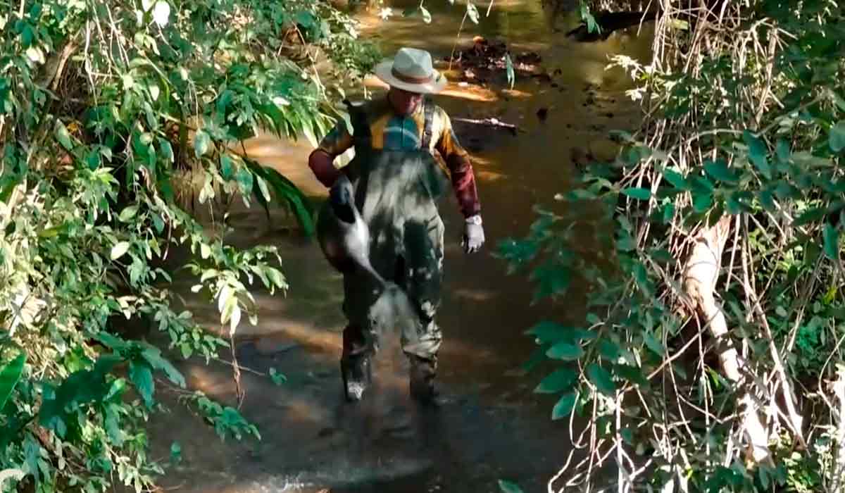 Produtor rural aplicando o produto no córrego - Foto: Catve Produtor rural aplicando o produto no córrego - Foto: Catve