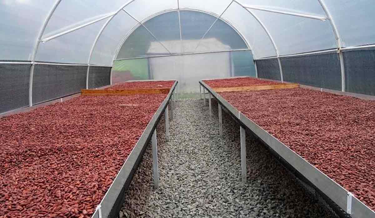 Cacau baiano renasce com tecnologia. Estufa de secagem solar de amêndoas - Foto: Ana Paula Boni/Estadão Cacau baiano renasce com tecnologia. Estufa de secagem solar de amêndoas - Foto: Ana Paula Boni/Estadão