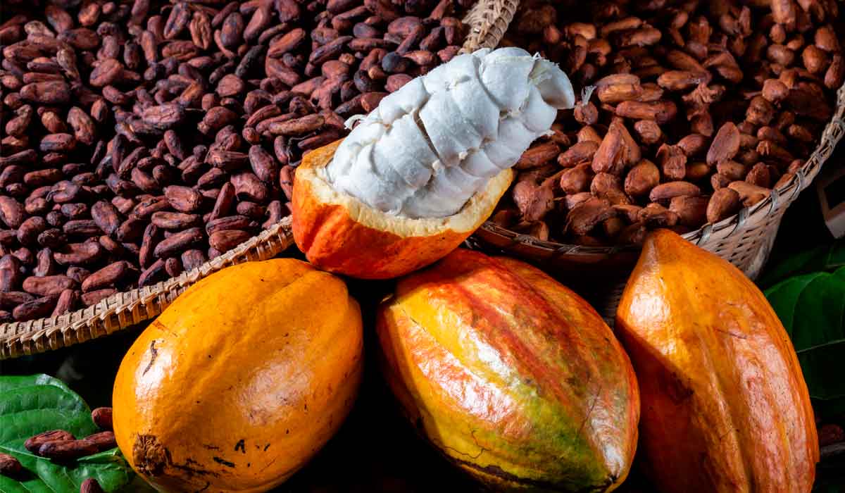 Cacau - Foto: André Fofano