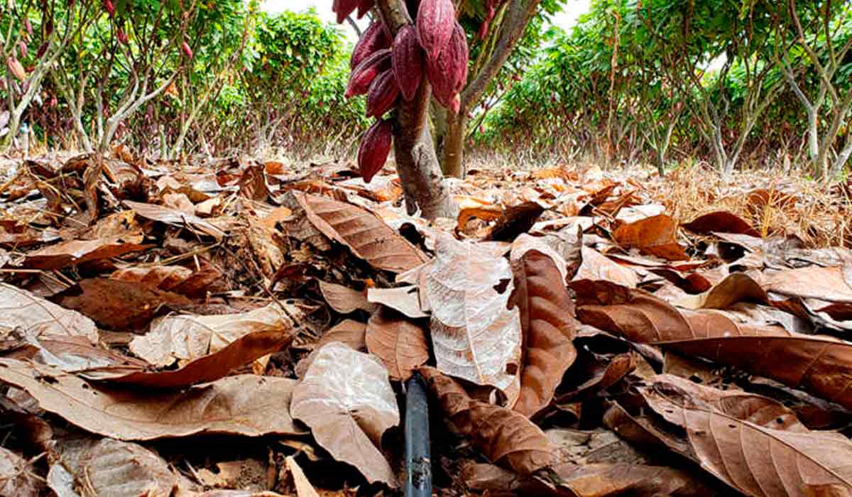 Cacau irrigado por gotejamento
