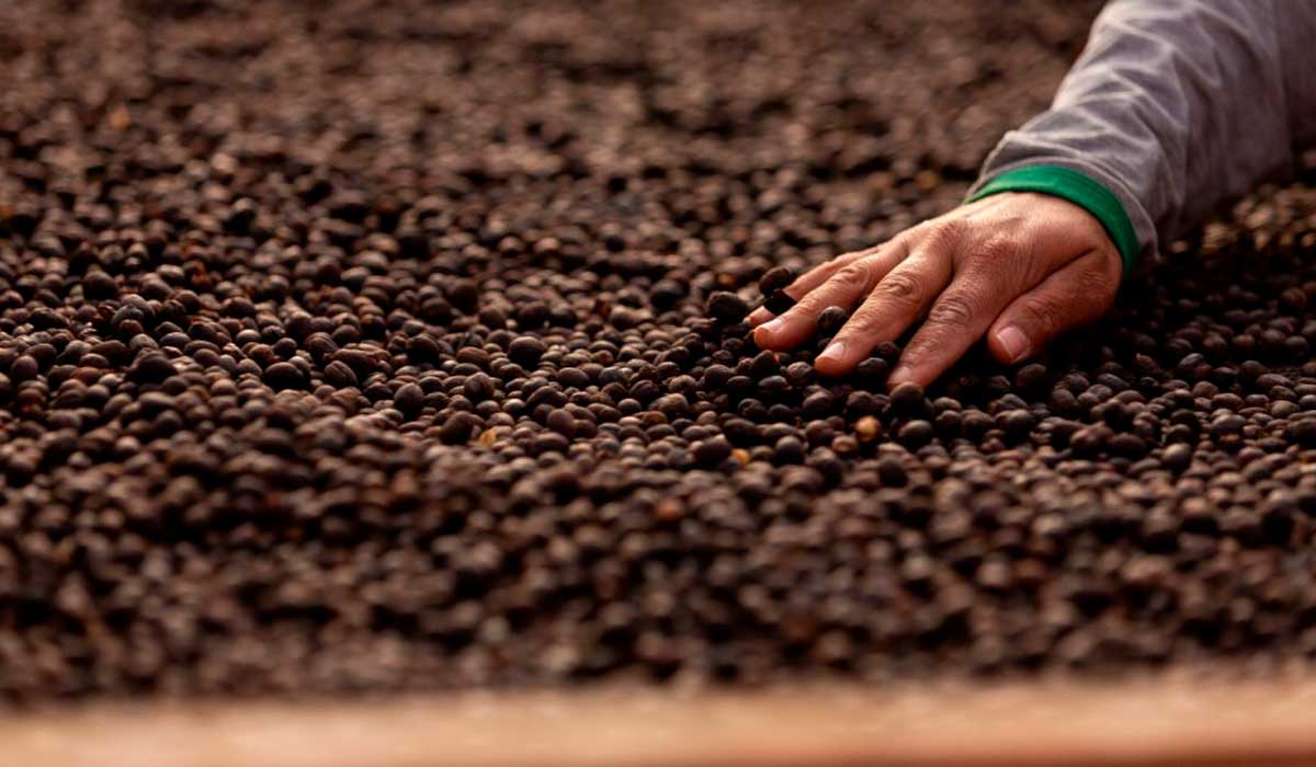 Mapeamento das lavouras de café foi realizado, entre 2021 e 2025, através do uso de inteligência artificial