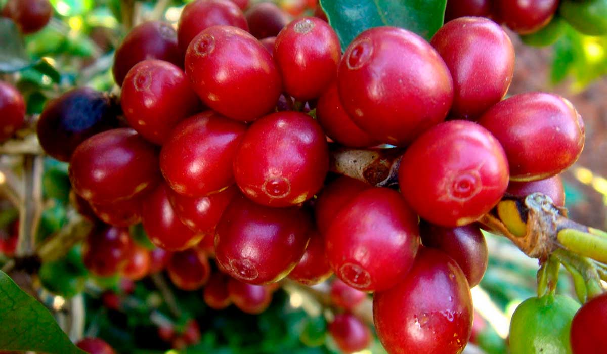 O novo posicionamento integra cafeicultura regenerativa, rastreabilidade e controle de origem, inovação tecnológica, governança e cooperativismo, turismo de experiência e valorização cultural O novo posicionamento integra cafeicultura regenerativa, rastreabilidade e controle de origem, inovação tecnológica, governança e cooperativismo, turismo de experiência e valorização cultural