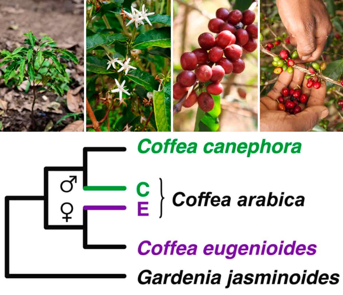 Coffea eugenioides - Fotos: MTPak Coffee, SICC e Coffee Magazine Coffea eugenioides - Fotos: MTPak Coffee, SICC e Coffee Magazine