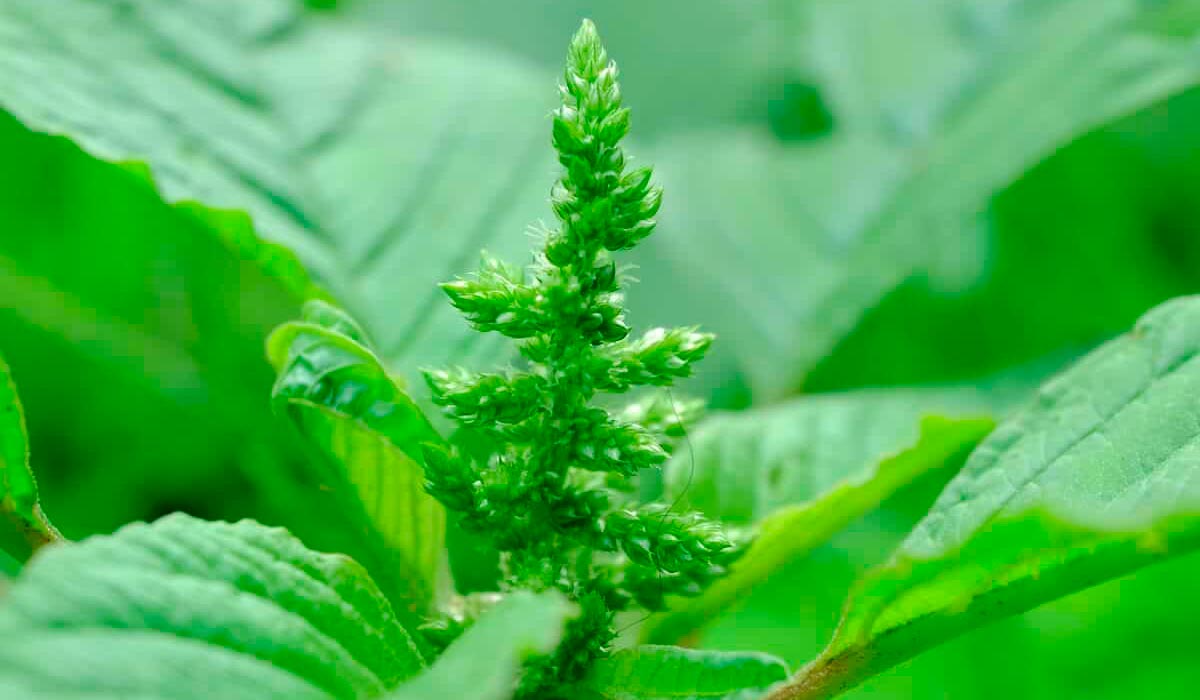 O caruru-palmeri ou caruru-gigante (Amaranthus palmeri)