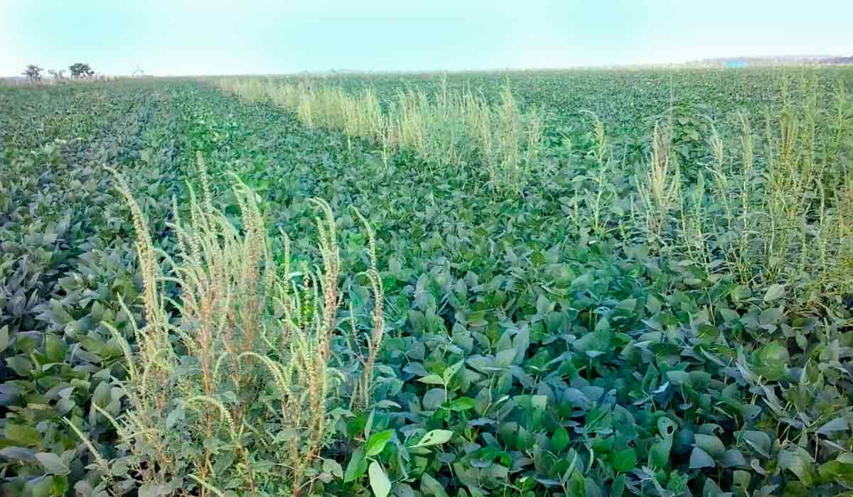 A praga no meio da lavoura. A planta exótica apresenta alta resistência a herbicidas e vem se espalhando pelo Brasil - Foto: Adapar A praga no meio da lavoura. A planta exótica apresenta alta resistência a herbicidas e vem se espalhando pelo Brasil - Foto: Adapar