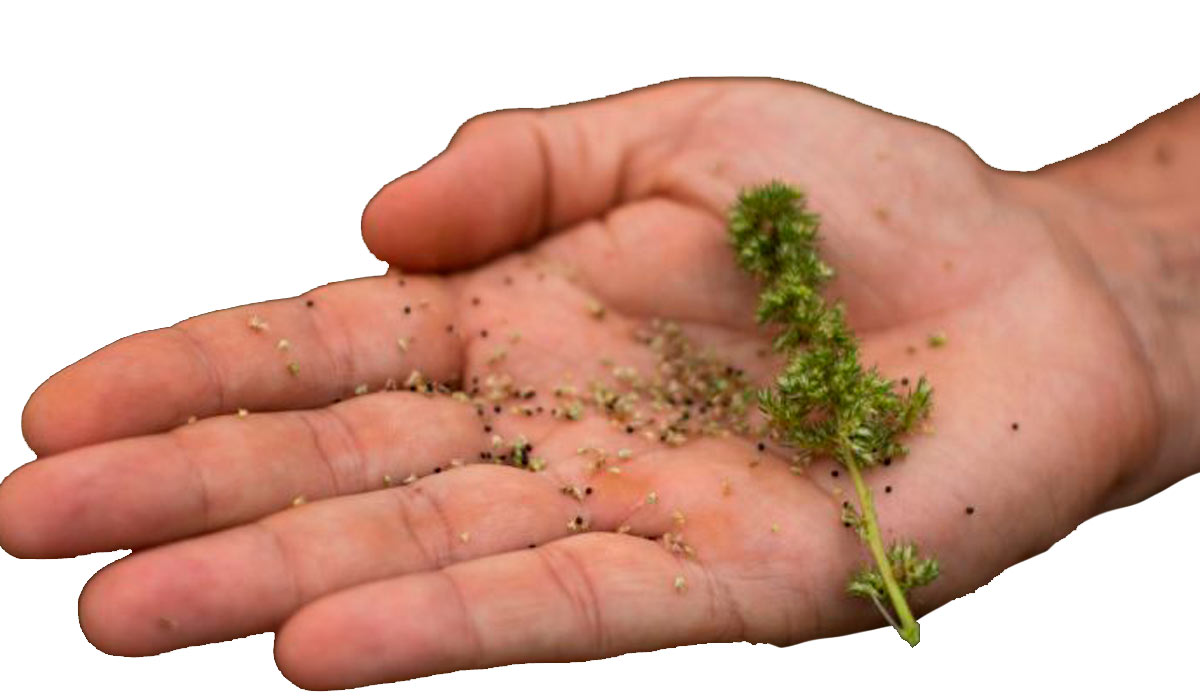 Sementes do caruru-palmeri ou caruru gigante (Amaranthus palmeri) Sementes do caruru-palmeri ou caruru gigante (Amaranthus palmeri)