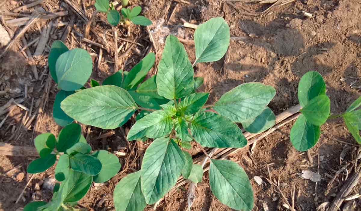 Folhas apresentam distribuição simétrica em torno do caule, na fase inicial de desenvolvimento, quando vista por cima - Foto: Alexandre Ferreira da Silva Folhas apresentam distribuição simétrica em torno do caule, na fase inicial de desenvolvimento, quando vista por cima - Foto: Alexandre Ferreira da Silva