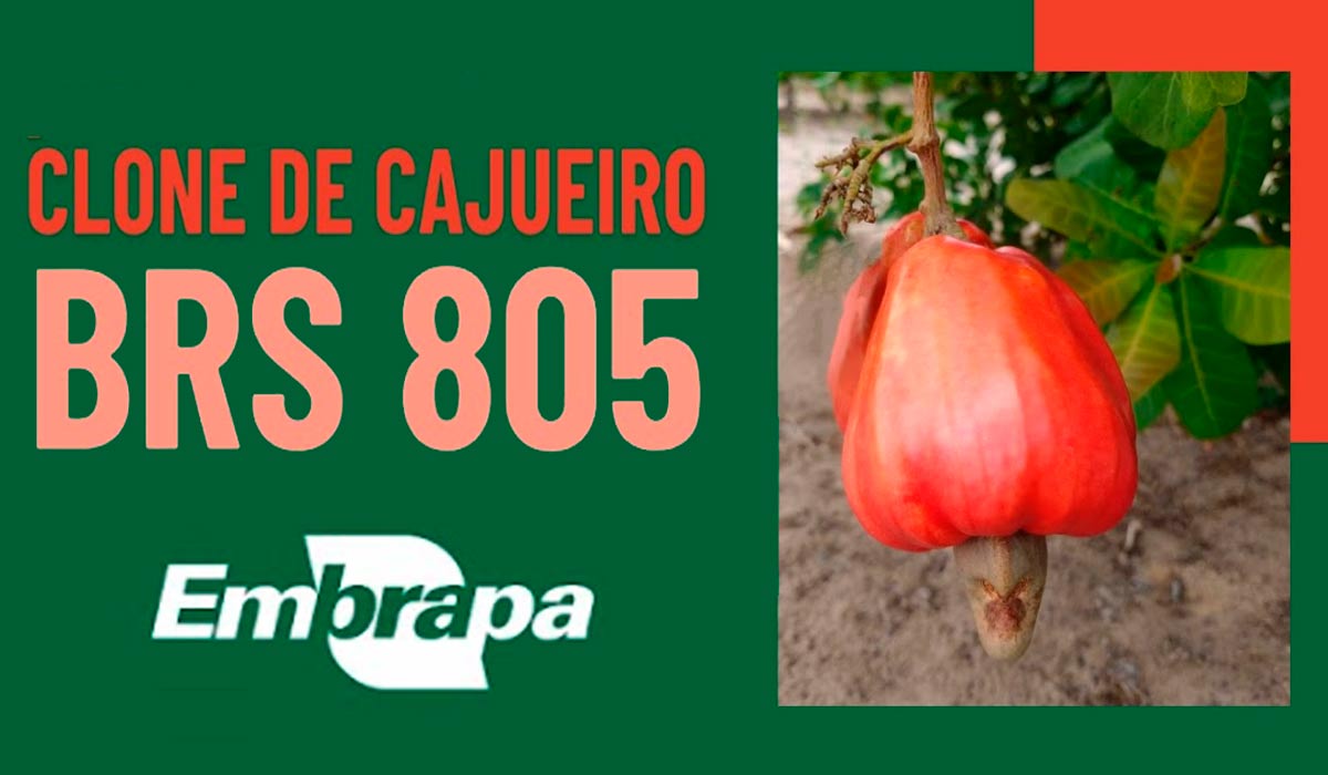 Cajueiro BRS 805 Cajueiro BRS 805