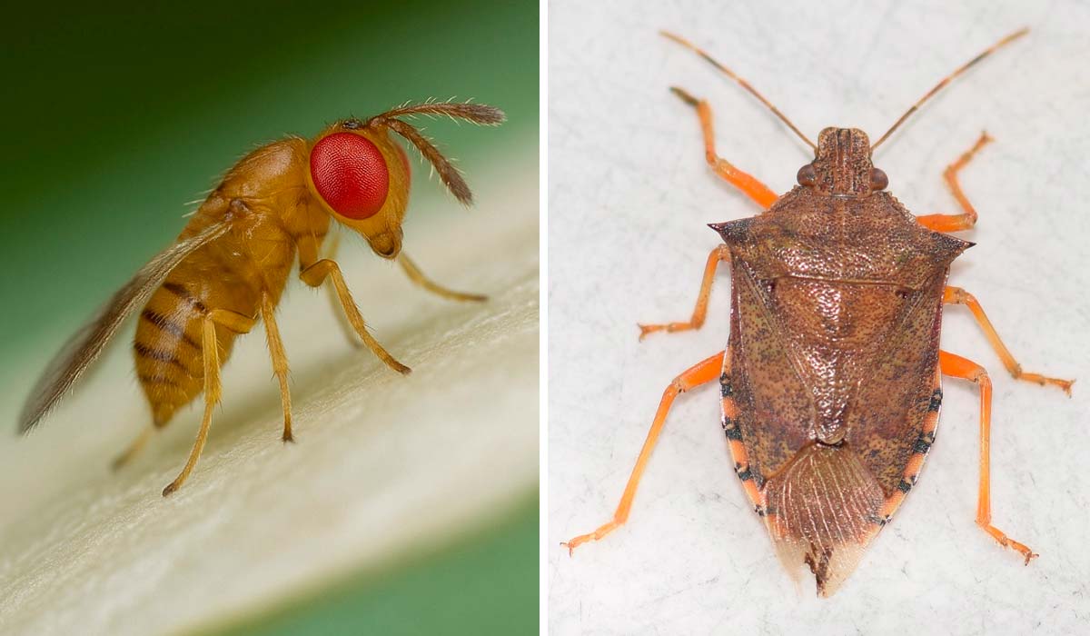 As espécies Trichogramma sp., uma vespa microscópica, e Podisus sp., um percevejo predador, produzidos na biofábrica de Goianá As espécies Trichogramma sp., uma vespa microscópica, e Podisus sp., um percevejo predador, produzidos na biofábrica de Goianá