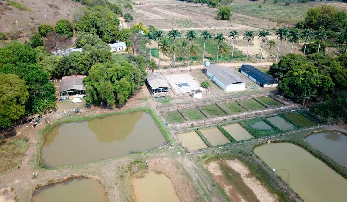 Vista geral do Campo Experimental da Epamig em Leopoldina (CELP) Vista geral do Campo Experimental da Epamig em Leopoldina (CELP)