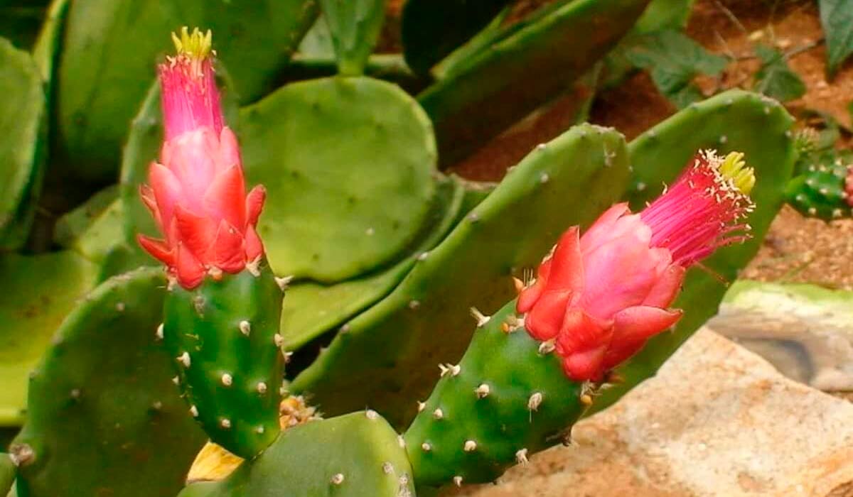 Palma forrageira (Opuntia cochenillifera) Palma forrageira (Opuntia cochenillifera)