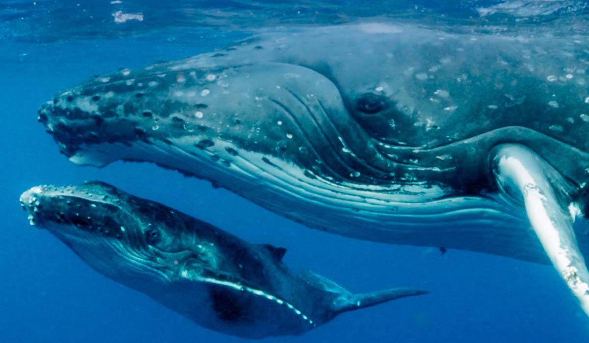 As baleias desempenham uma função estratégica na dinâmica de nutrientes dos oceanos As baleias desempenham uma função estratégica na dinâmica de nutrientes dos oceanos