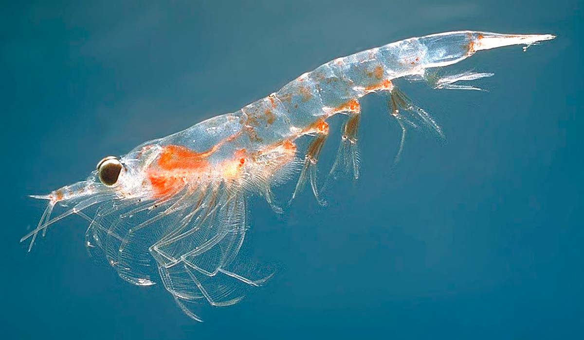 A pesca industrial de krill, principal alimento de diversas espécies de baleias, tem sido apontada como um fator de pressão adicional sobre esses animais e sobre o equilíbrio ecológico de regiões oceânicas sensíveis A pesca industrial de krill, principal alimento de diversas espécies de baleias, tem sido apontada como um fator de pressão adicional sobre esses animais e sobre o equilíbrio ecológico de regiões oceânicas sensíveis