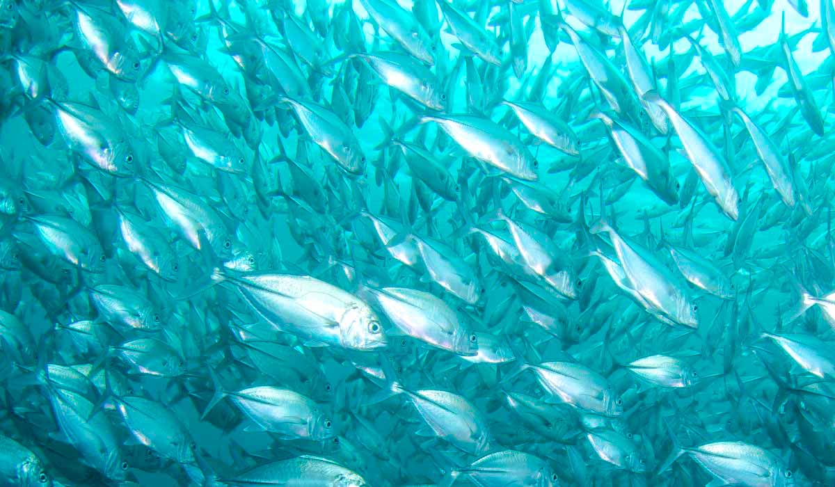 Estima-se que entre 1 e 3 trilhões de peixes sejam mortos anualmente para alimentação humana - Foto: Jean Wimmerlin Estima-se que entre 1 e 3 trilhões de peixes sejam mortos anualmente para alimentação humana - Foto: Jean Wimmerlin