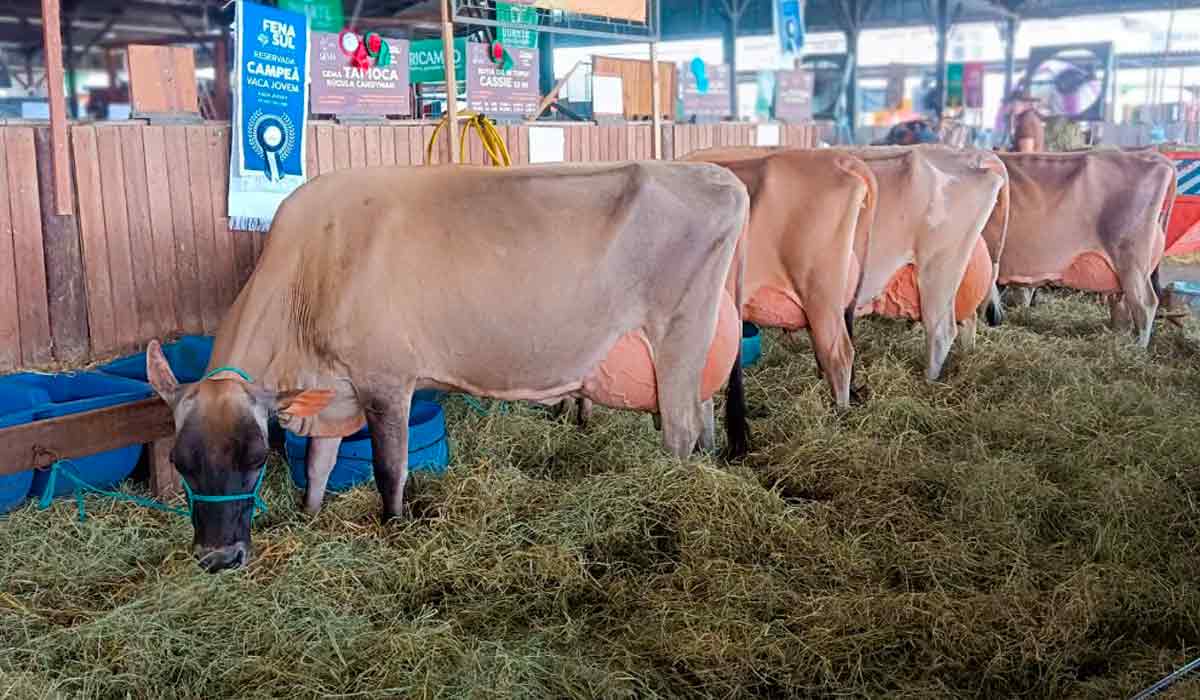 A Fenasul Expoleite é uma das mais importantes exposições de gado leiteiro do Brasil, com foco nas raças especializadas, como Holandesa e Jersey A Fenasul Expoleite é uma das mais importantes exposições de gado leiteiro do Brasil, com foco nas raças especializadas, como Holandesa e Jersey