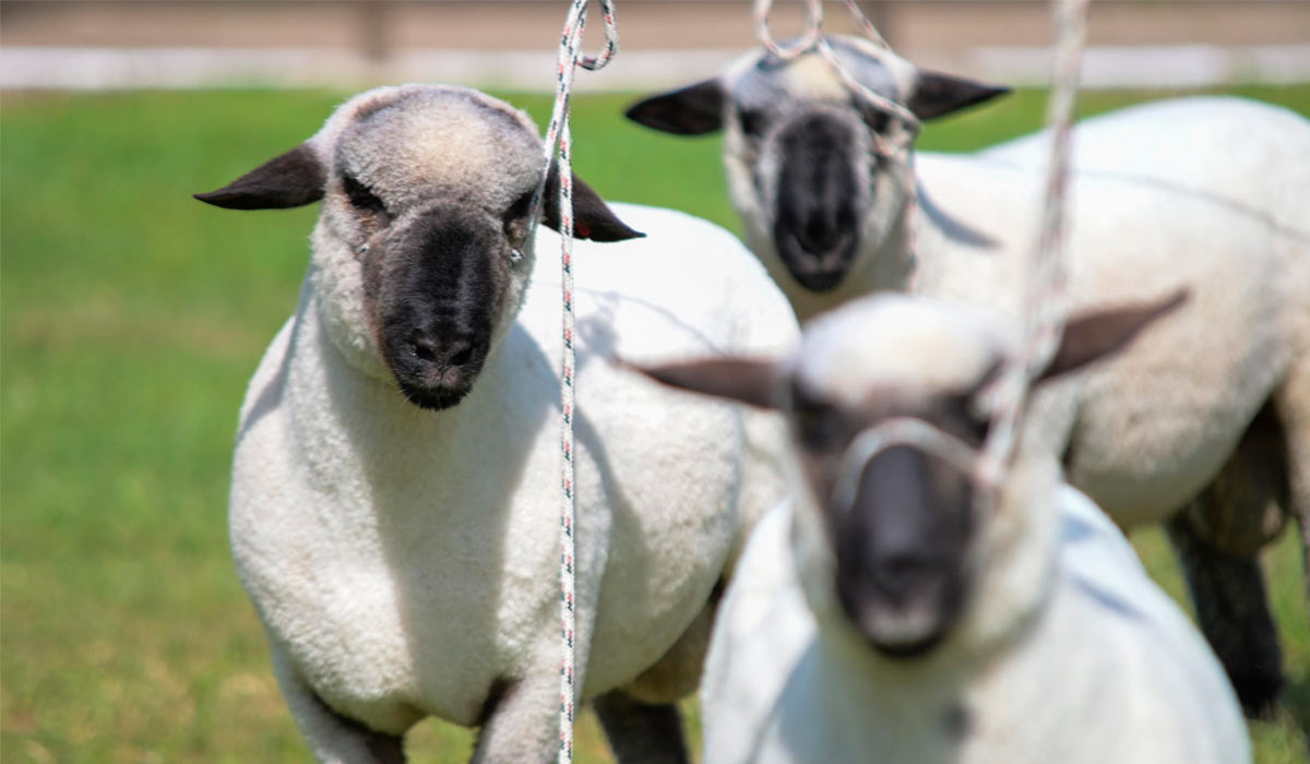 A Fenovinos agrega valor ao evento ao destacar linhagens de alto padrão genético A Fenovinos agrega valor ao evento ao destacar linhagens de alto padrão genético