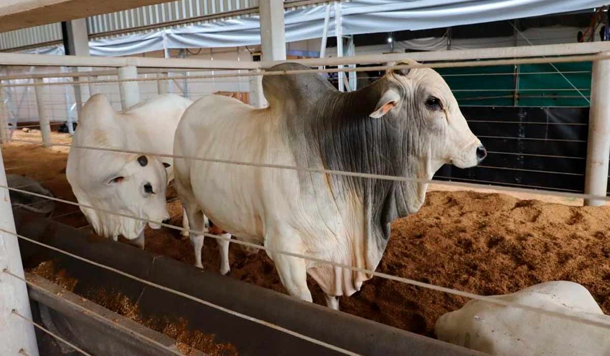 Os animais também têm seu espaço no Show Safra