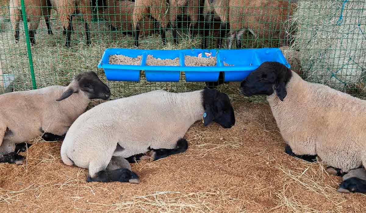 Os ovinos também estarão presentes Os ovinos também estarão presentes