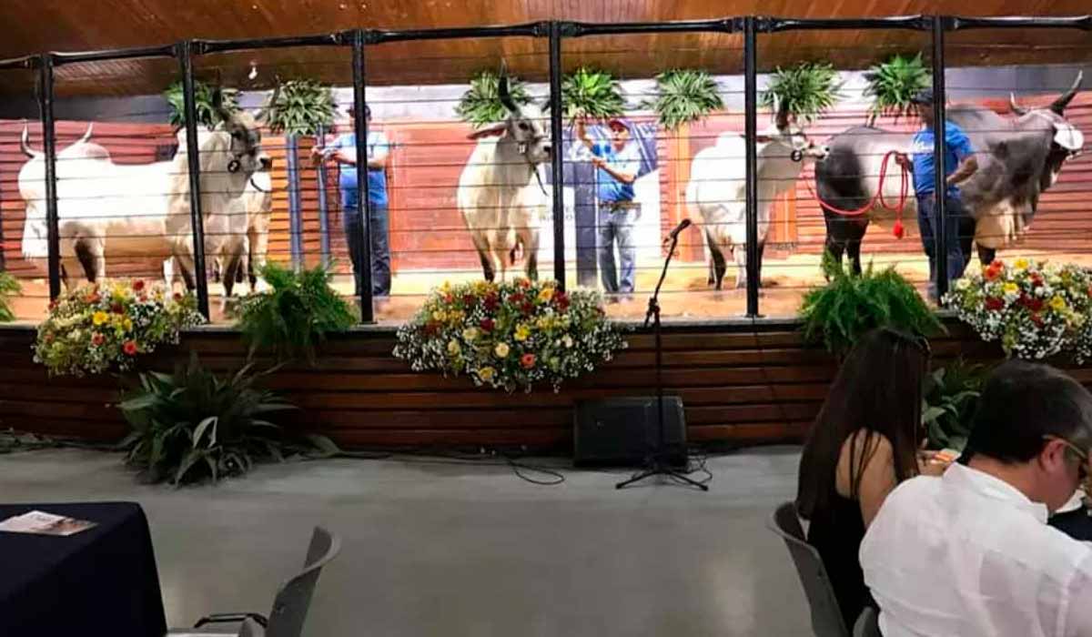 Os leilões da Expozebu são muito procurados peos criadores a procura de animais de alta qualidade e oportunidades comerciais Os leilões da Expozebu são muito procurados peos criadores a procura de animais de alta qualidade e oportunidades comerciais