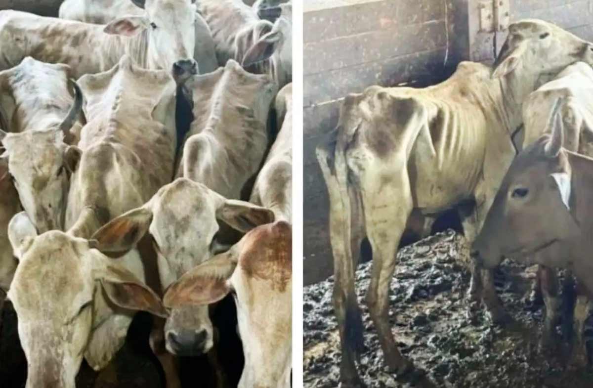 Os bois apreendidos pelo Ibama que foram devolvidos em estado crítico após apreensão durante operação ambiental Os bois apreendidos pelo Ibama que foram devolvidos em estado crítico após apreensão durante operação ambiental