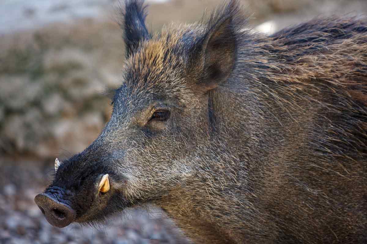 O javali (Sus scrofa)