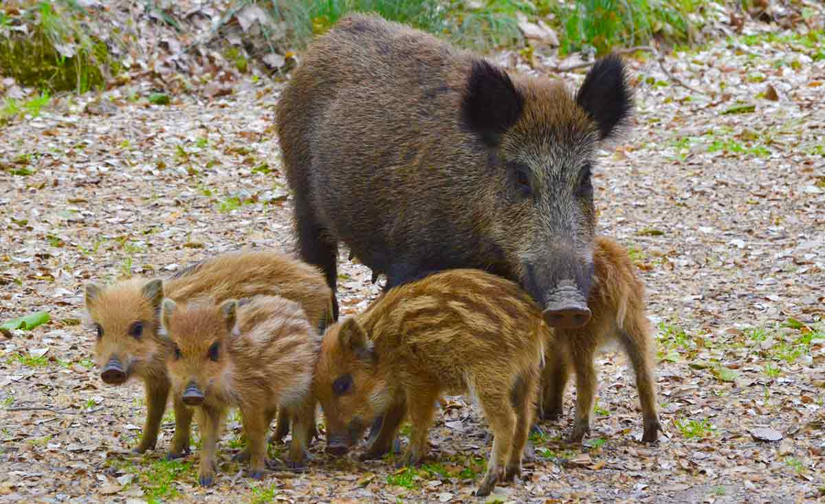 Fêmea com sua prole Fêmea com sua prole