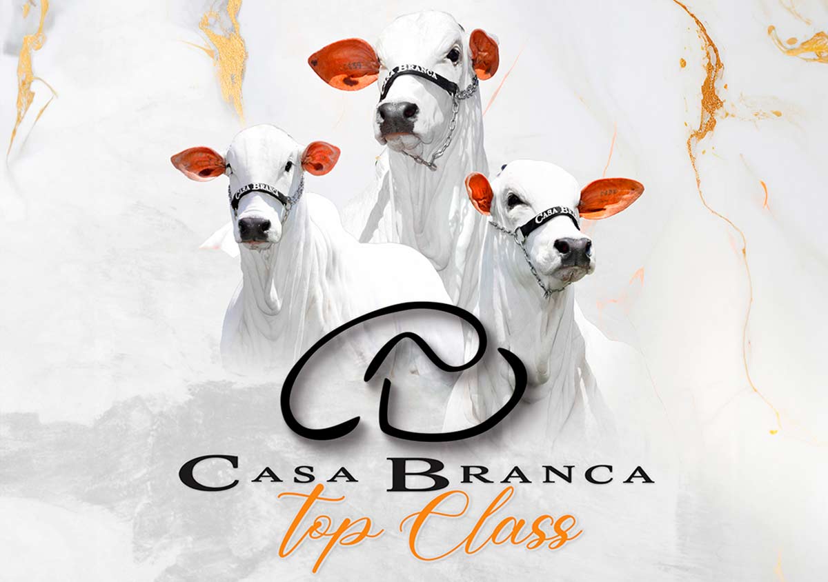 Chamada do Leilão Casa Branca Top Class Chamada do Leilão Casa Branca Top Class