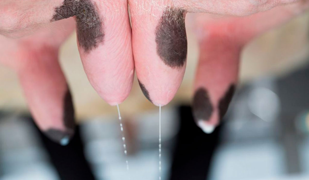 Nova solução para combater a mastite na pecuária