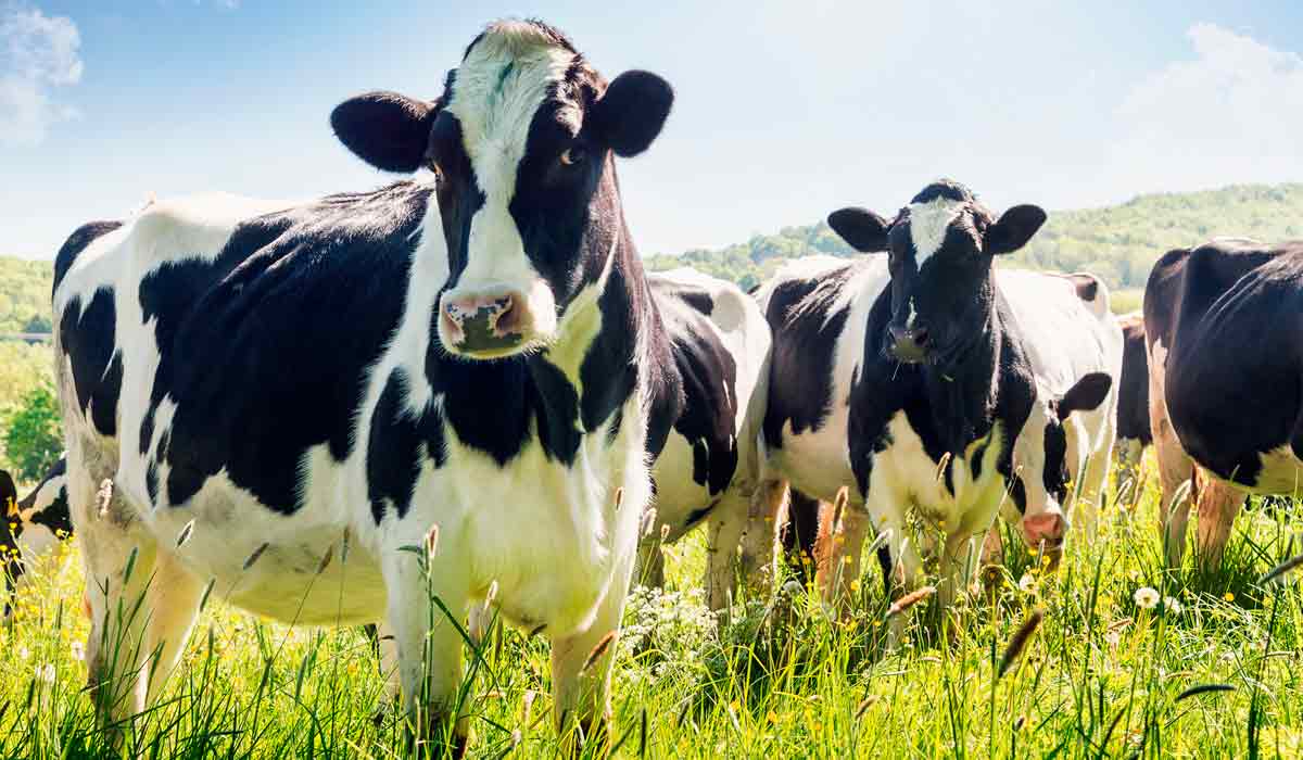 O uso de bioinsumos permite reduzir o descarte de leite, preservar a qualidade nutricional do produto final e otimizar os indicadores zootécnicos das propriedades leiteiras, garantindo saúde animal O uso de bioinsumos permite reduzir o descarte de leite, preservar a qualidade nutricional do produto final e otimizar os indicadores zootécnicos das propriedades leiteiras, garantindo saúde animal