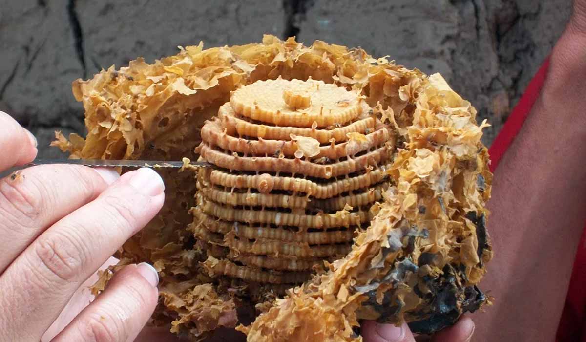 Meliponicultor examinando um ninho de abelhas sem ferrão Meliponicultor examinando um ninho de abelhas sem ferrão