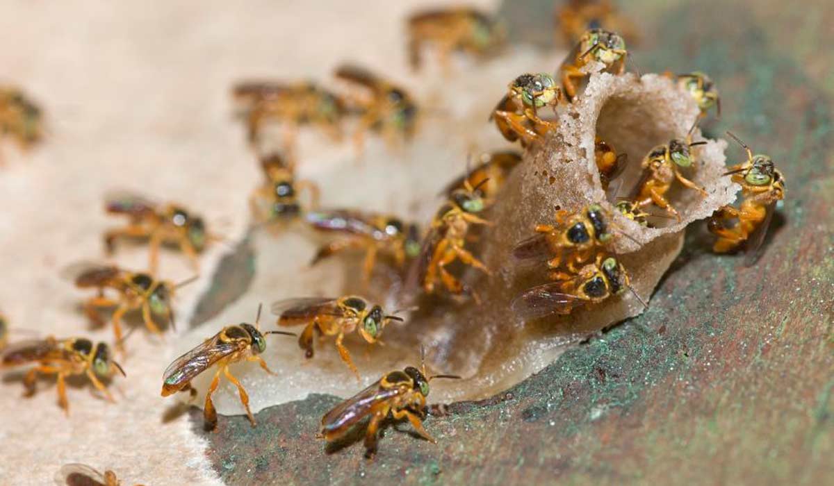 As abelhas estão entre os polinizadores mais importantes do planeta, sendo fundamentais para a segurança alimentar global. Na foto, o canudo de entrada da jataí (Tetragonisca angustula) As abelhas estão entre os polinizadores mais importantes do planeta, sendo fundamentais para a segurança alimentar global. Na foto, o canudo de entrada da jataí (Tetragonisca angustula)