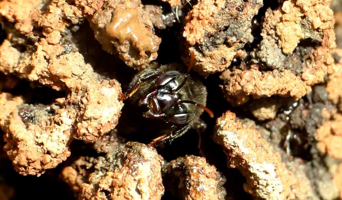 A mandaçaia (Melipona quadrifasciata) coleta uma mistura de areia, argila e resina para suas construções