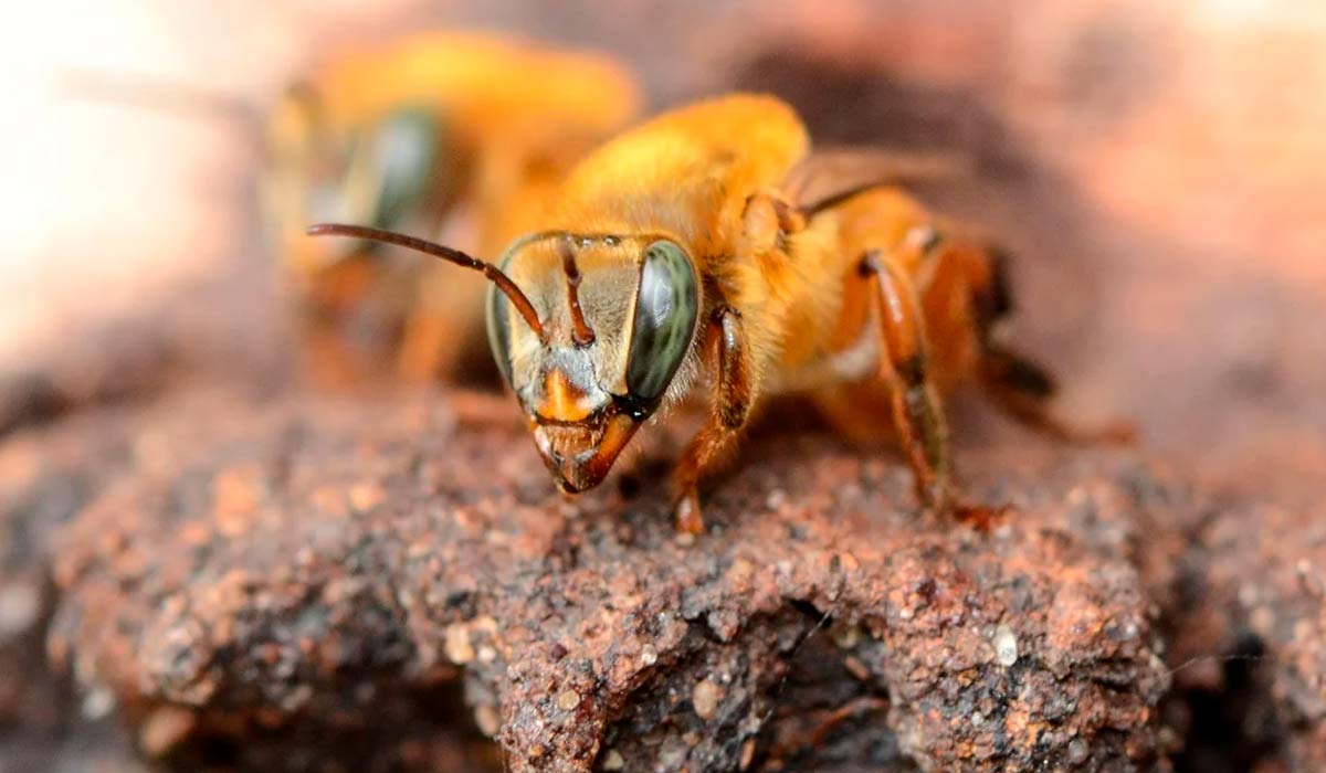 A uruçu amarela (Melipona rufiventris) é responsável pela polinização de imensas áreas naturais e agrícolas e pela renda de pequenos produtores e agricultores familiares A uruçu amarela (Melipona rufiventris) é responsável pela polinização de imensas áreas naturais e agrícolas e pela renda de pequenos produtores e agricultores familiares
