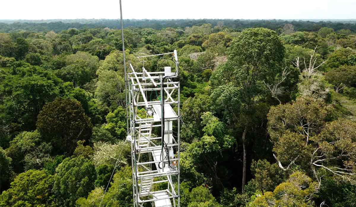 Acima da copa das árvores desponta a torre metálica de 53 metros que ajuda a compreender como o clima, a química da atmosfera, as dinâmicas das águas e do carbono se entrelaçam com a mudança no uso da terra e o desmatamento na Amazônia - Foto: Jailson Ramos/LBA Acima da copa das árvores desponta a torre metálica de 53 metros que ajuda a compreender como o clima, a química da atmosfera, as dinâmicas das águas e do carbono se entrelaçam com a mudança no uso da terra e o desmatamento na Amazônia - Foto: Jailson Ramos/LBA