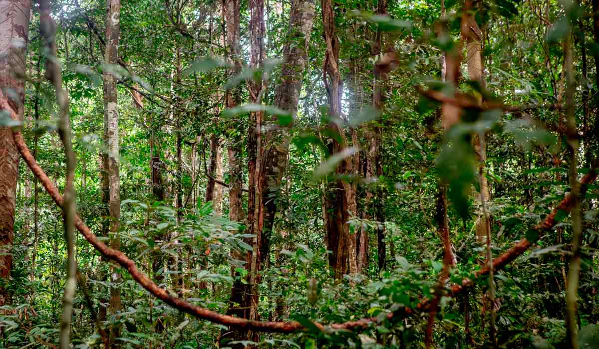 Floresta Nacional de Caxiuanã - Foto: Lela Beltrão/Sumaúma Floresta Nacional de Caxiuanã - Foto: Lela Beltrão/Sumaúma