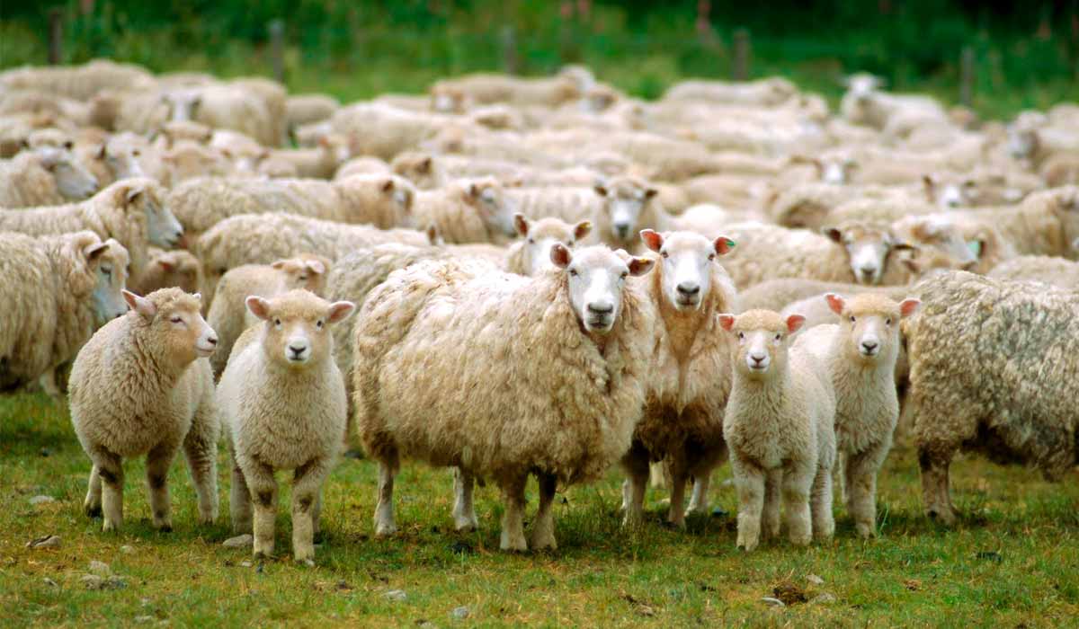 Falta medicamento para controle da sarna em ovinos no mercado brasileiro Falta medicamento para controle da sarna em ovinos no mercado brasileiro