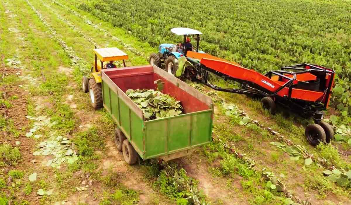 Colheita mecanizada da palma forrageira Colheita mecanizada da palma forrageira