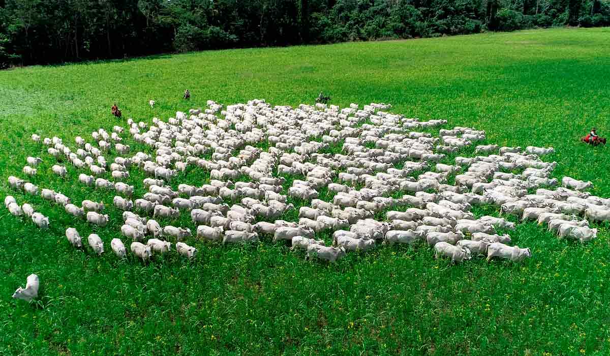 Pastagem recuperada sem utilizada na pecuária de corte