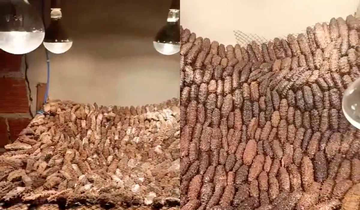 Operação contra a pesca ilegal e venda de animais marinhos prende dois homens em Angra dos Reis Operação contra a pesca ilegal e venda de animais marinhos prende dois homens em Angra dos Reis