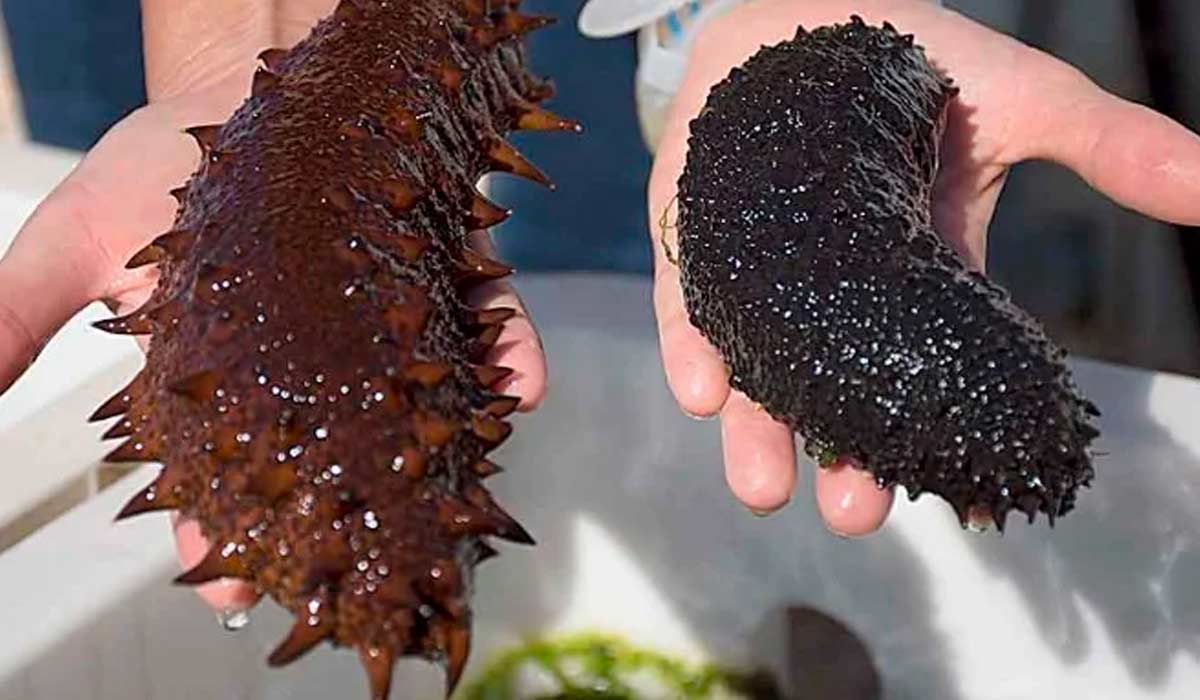 Exemplares de pepinos do mar