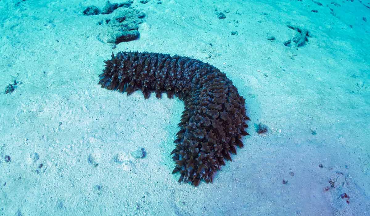 O pepino-do-mar, um invertebrado marinho, produz compostos únicos que não são encontrados em vertebrados terrestres. Um composto de açúcar presente nos pepinos-do-mar pode bloquear a enzima Sulf-2, envolvida no avanço do câncer O pepino-do-mar, um invertebrado marinho, produz compostos únicos que não são encontrados em vertebrados terrestres. Um composto de açúcar presente nos pepinos-do-mar pode bloquear a enzima Sulf-2, envolvida no avanço do câncer