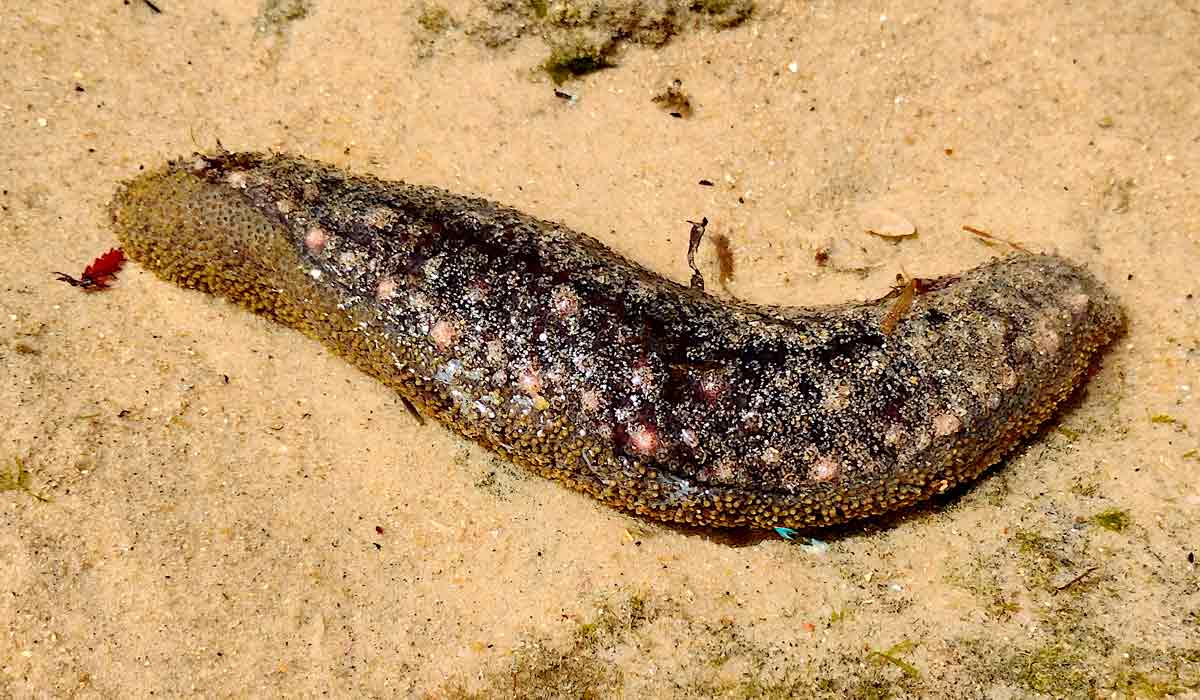 Pepinos-do-mar são invertebrados e são conhecidos por serem “zeladores” do oceano – Foto: Portal de Zoologia de Pernambuco Pepinos-do-mar são invertebrados e são conhecidos por serem “zeladores” do oceano – Foto: Portal de Zoologia de Pernambuco