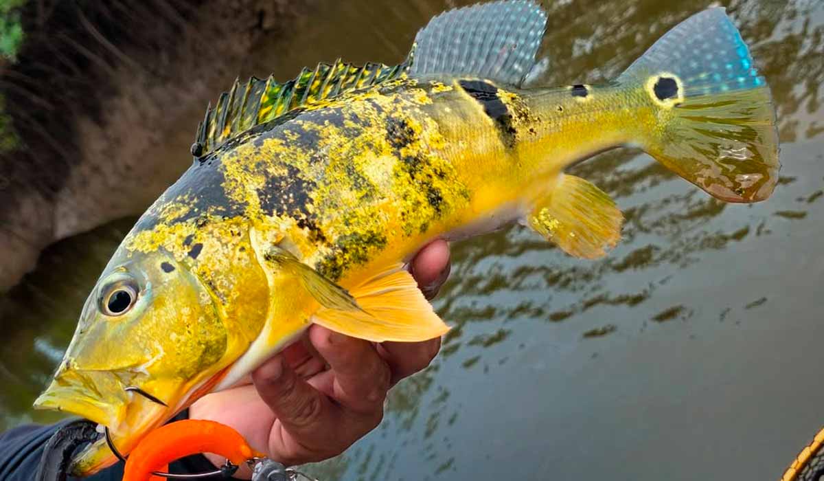 Tucunaré fisgado na Ilha de Marajó Tucunaré fisgado na Ilha de Marajó