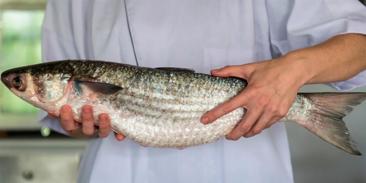 A medida contribui para aumentar a precisão no monitoramento da safra e fortalecer a sustentabilidade biológica do recurso A medida contribui para aumentar a precisão no monitoramento da safra e fortalecer a sustentabilidade biológica do recurso