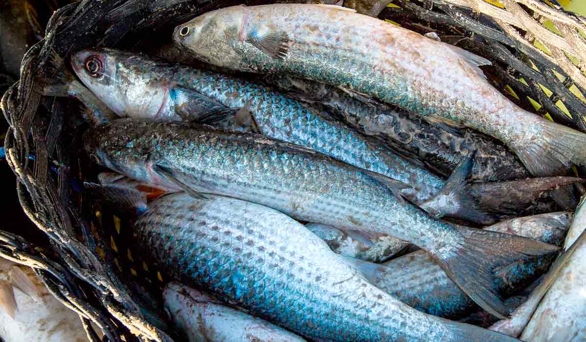 Governo define cotas para a pesca da tainha