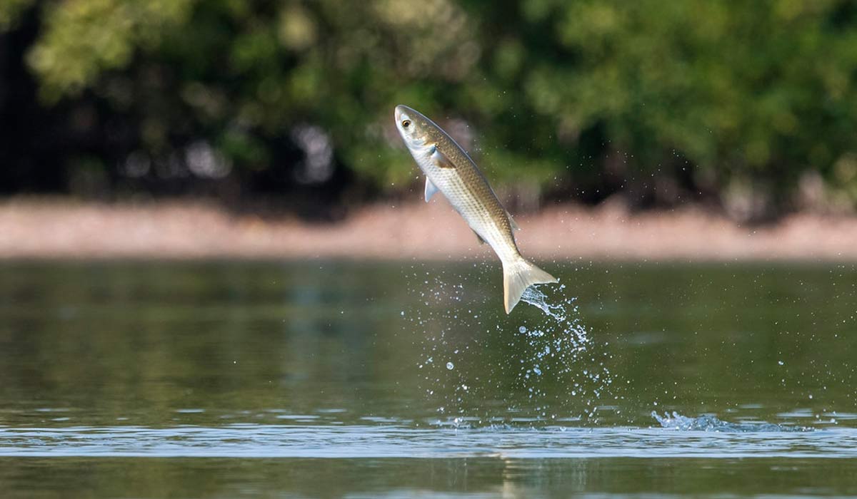 A tainha é uma das espécies de maior relevância econômica e cultural para a pesca brasileira, especialmente nos estados do sul e sudeste A tainha é uma das espécies de maior relevância econômica e cultural para a pesca brasileira, especialmente nos estados do sul e sudeste