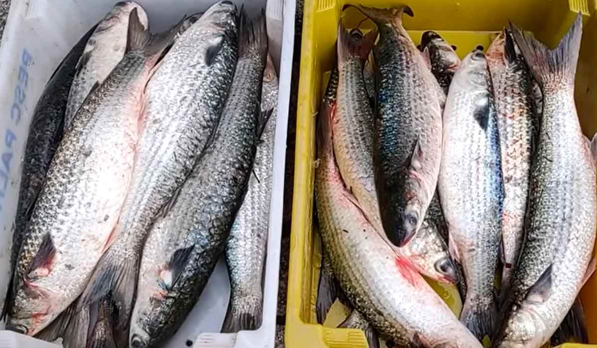 O ordenamento da safra considera as características operacionais de cada modalidade de pesca O ordenamento da safra considera as características operacionais de cada modalidade de pesca